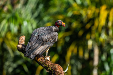 King vulture, Sarcoramphus papa, large bird found in Central and South America. Flying bird, forest in the background. Wildlife scene from tropic nature. Red head bird. Condor with open wing, Panama