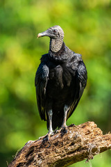 King vulture, Sarcoramphus papa, large bird found in Central and South America. Flying bird, forest...