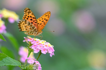Obraz premium ランタナとツマグロヒョウモン