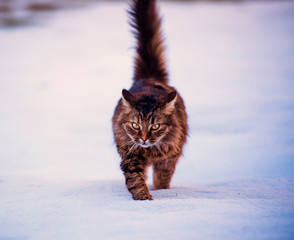 Cat walking outdoors in snow in winter