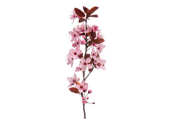 Blossoming branch with pink Cherry blossom flowers. Single spring tree branch with flowers and...