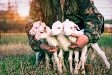 Four newborn lambs in hands of  shepherd standing outdoor on grass at sunset light - Baby animals...