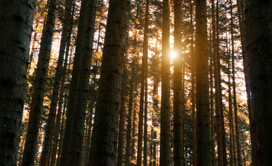 Whire fir forest at sunset - Coniferous trunks with warm sunlight background - Concept of nature plants and light