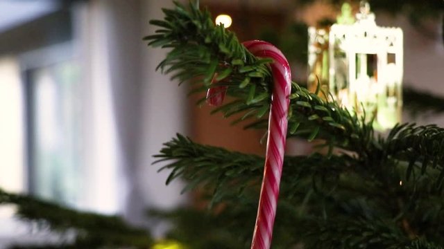 Candy cane getting hung on tree