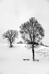 Grayscale shot of trees, two benches with a surface covered with snow during winter