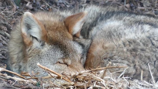 Coyote Canis latrans waking up while laying on the ground