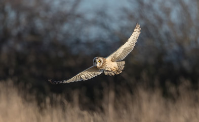 Short Eared Owl Flying