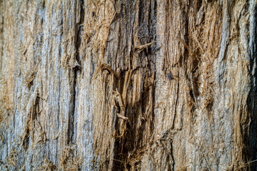 The texture of the old wood. Rotten board