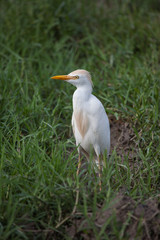Great white Heron on a Sunny day on a background of green grass. Animals, birds, ornithology.