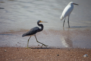 Three-colored Heron walking along the sandy Bank of the river on a Sunny day against the background of a white Heron. Animals, birds, ornithology.