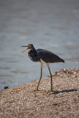Tricolored Heron with an open mouth standing on the sandy Bank of the river. Animals, birds, ornithology.
