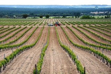 Fototapeta na wymiar rows of vineyard in a field