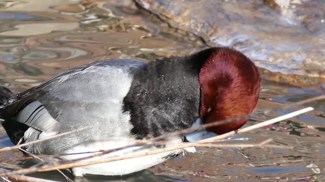 Redhead Duck Aythya americana grooming its feathers