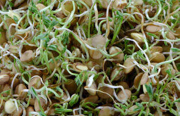 Lentil sprouts close-up. Food for a vegetarian. Crop of crop. Photo on screen saver.