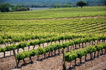 Fototapeta na wymiar rows of vineyard in a field