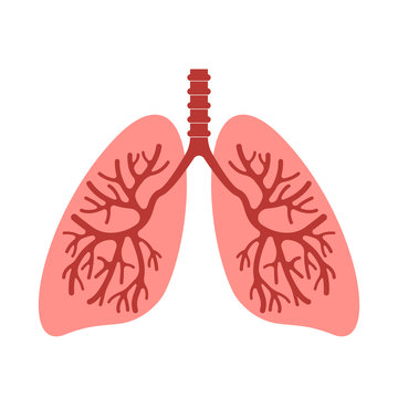 Healthy human organs are lungs. medical flat icon