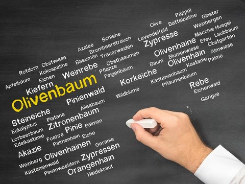Olivenbaum