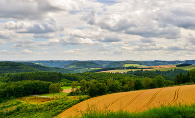 landscape with wheat field, forest and cloudy sky
