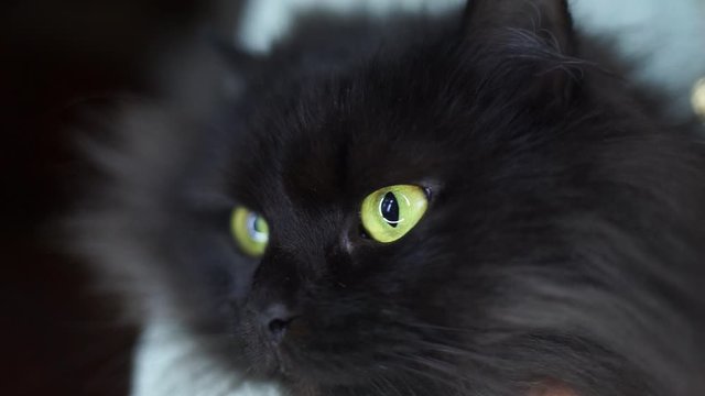 Pets.A black furry cat looks at the camera. Beautiful black cat with yellow eyes. A furry cat poses for the camera. Portrait of a black furry cat.