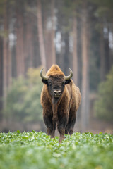 Europese bizon - Bison bonasus in het Knyszyn-woud (Polen)