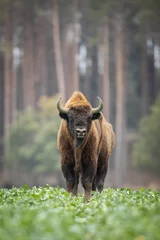Foto op Aluminium Bizon Europese bizon - Bison bonasus in het Knyszyn-woud (Polen)