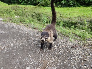 Coati animal strolling arround in Costa Rica, Central America