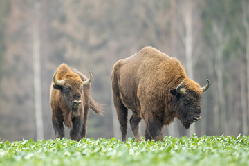 European bison - Bison bonasus in the Knyszyn Forest (Poland)