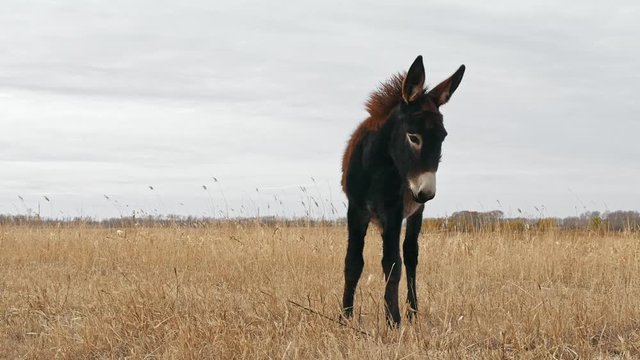 A little brown donkey is standing on the withered grassland; grassland and donkey in the winter farm