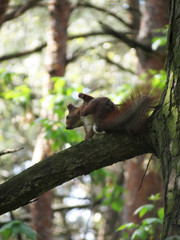 squirrel on tree