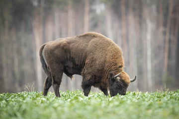 Photo sur Plexiglas Bison Bison d& 39 Europe - Bison bonasus dans la forêt de Knyszyn (Pologne)