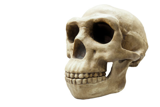 Skull Of Homo Erectus