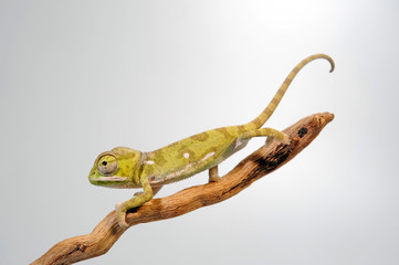  Lappenchamäleon / Flap-necked chameleon (Chamaeleo dilepis) - Jungtier © bennytrapp