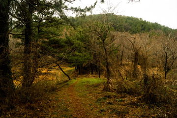 Naklejka premium 나무