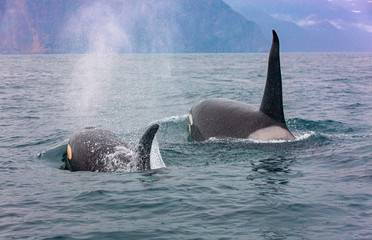 Naklejka premium Selective focus.. The pair of transient killer whales travel through the waters