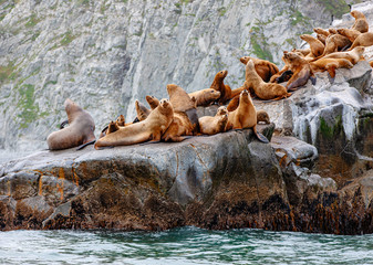 Steller Sea Lion  on rock  in Kamchatka peninsula