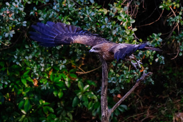 black kite