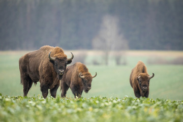 Bison d& 39 Europe - Bison bonasus dans la forêt de Knyszyn (Pologne)