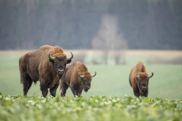 Papier Peint photo Bison Bison d& 39 Europe - Bison bonasus dans la forêt de Knyszyn (Pologne)