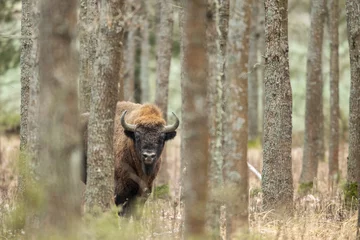 Tuinposter European bison - Bison bonasus in the Knyszyn Forest (Poland) © szczepank