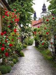 Wonderful alley of roses in the medieval town of visby.
