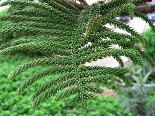 Close-up of green Branches of a Araucaria Tree.