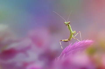 mantis grasshopper among flowers
