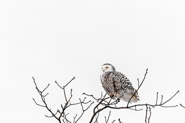 Snowie Owl in a tree