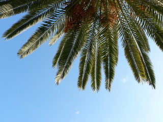 Fototapeta na wymiar The leaves of a date palm and blue sky background. Copy space