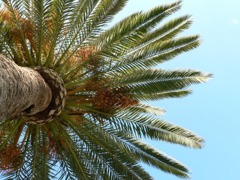 The  leaves of a date palm and blue sky background. Copy space.