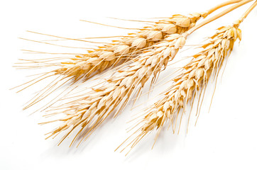 Wheat ears isolated on a white background in close-up