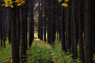 The old park in autumn is always beautiful and quiet. Gives good thoughts and helps to understand yourself \  Старый парк осенью всегда прекрасен и тихий. Дарит хорошие мысли и помогает понять себя