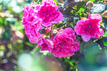 bright pink tea rose flower with low depth of field