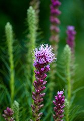 beginning of blooming flowers Liatris spicata