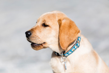 Young  golden retriever  puppy